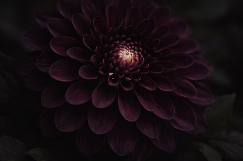 DARK DAHLIA