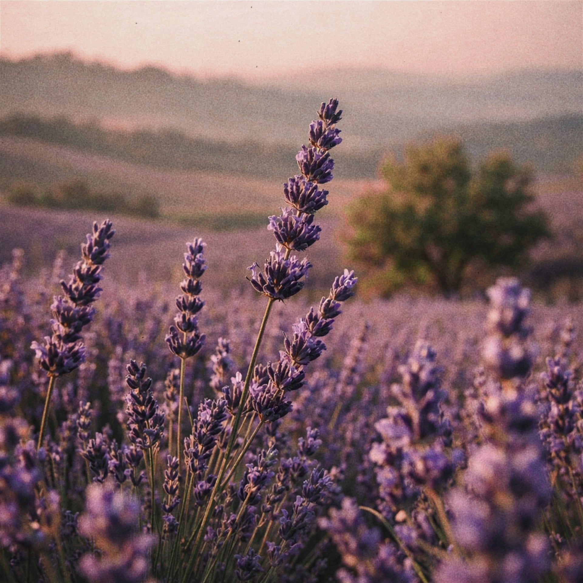 NAGOMI<br>LAVENDER & SAGE