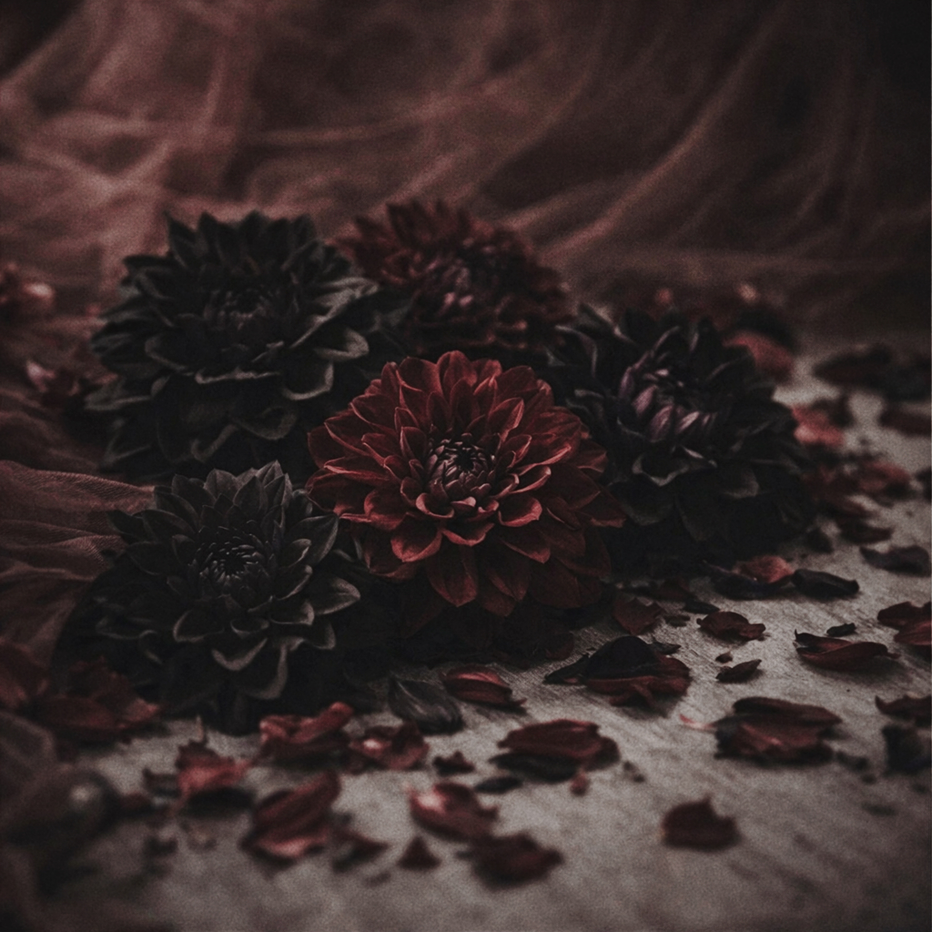 DAHLIA
