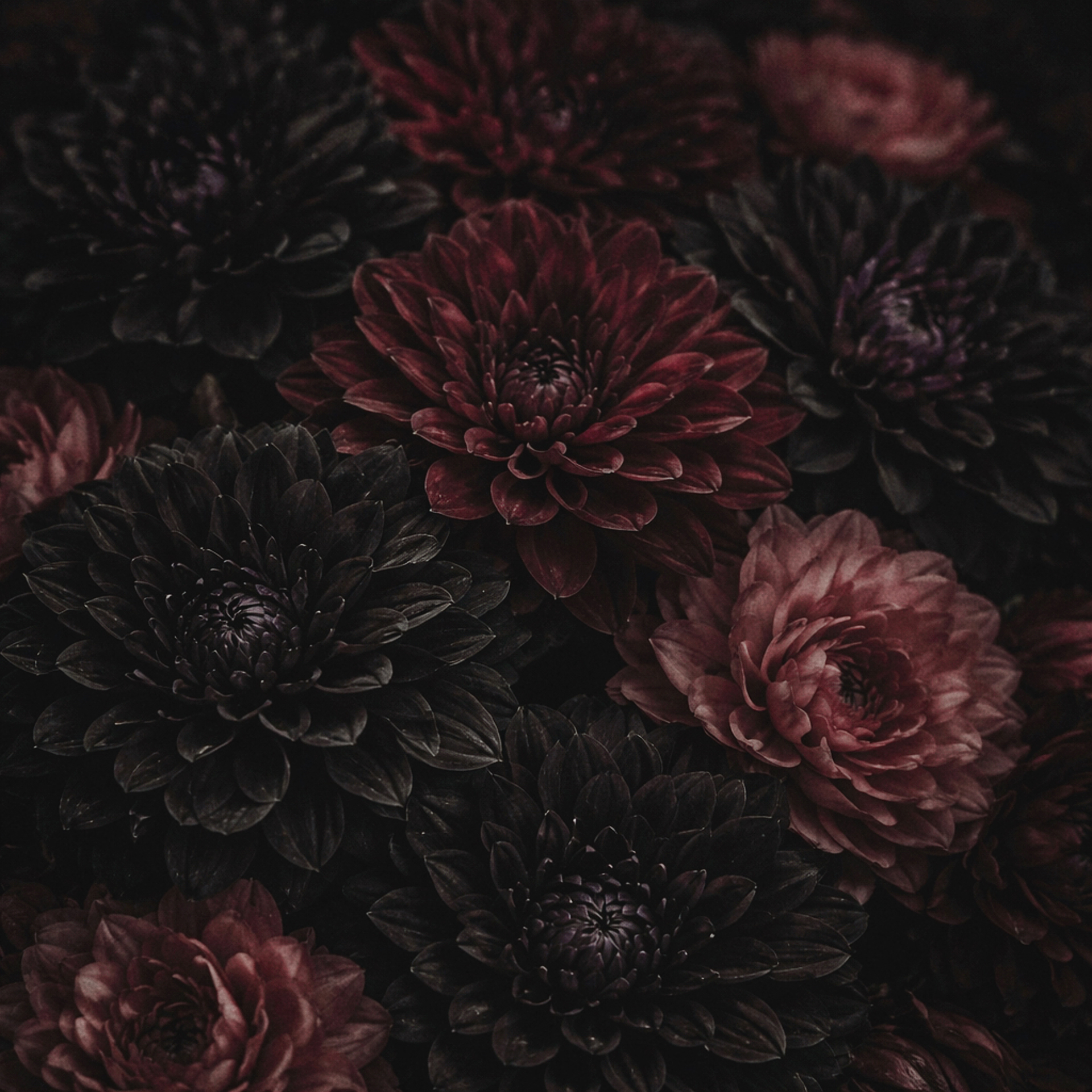 DAHLIA