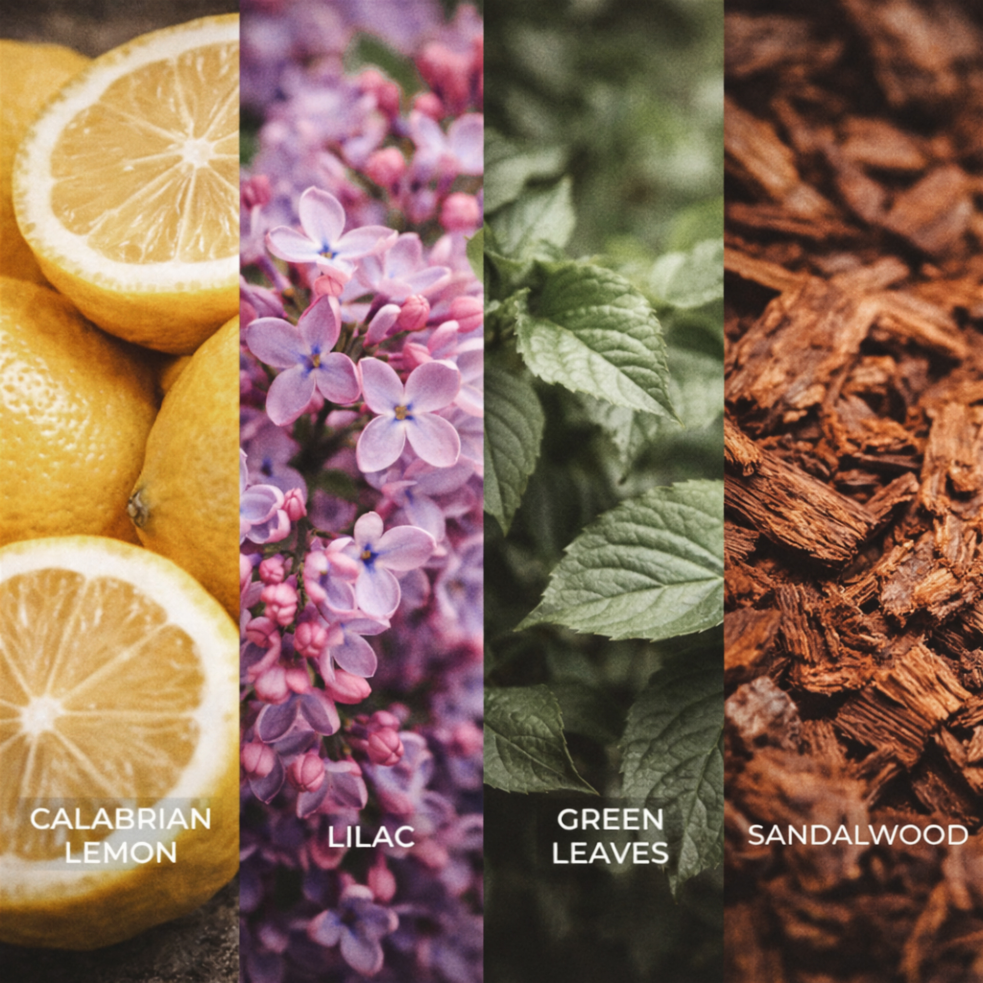 LEMON LILAC