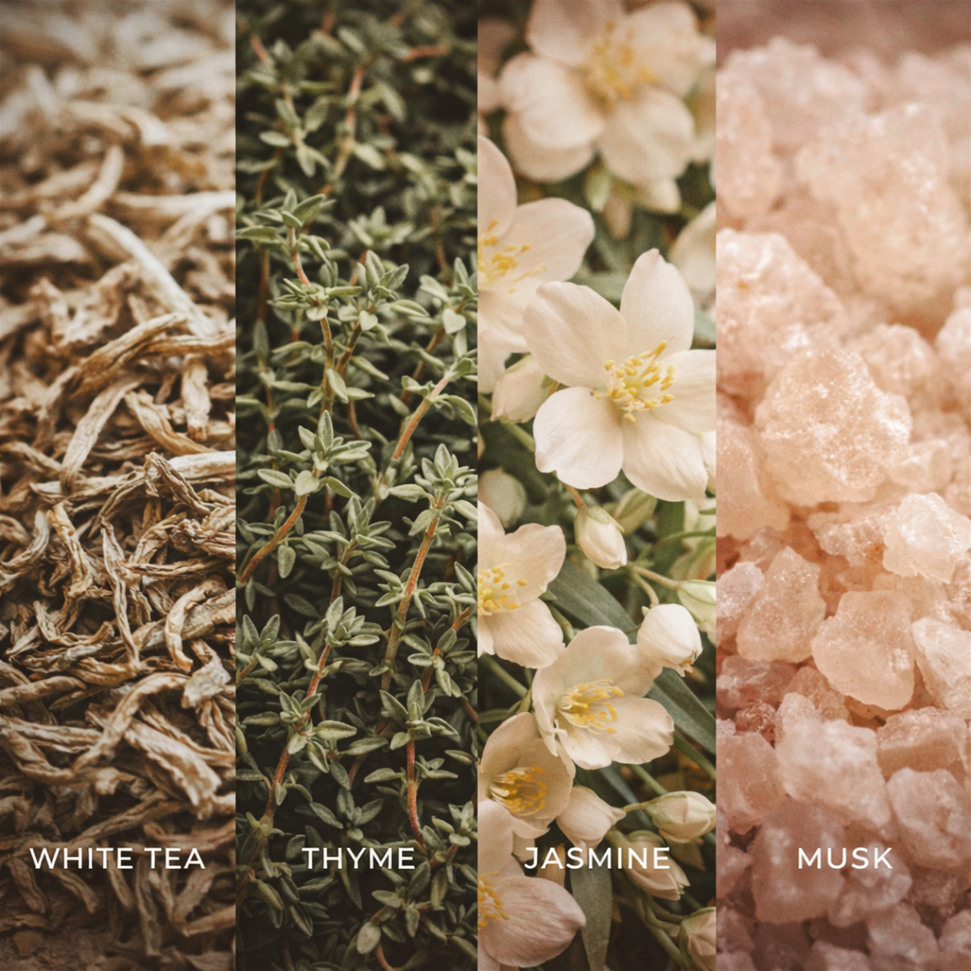 WHITE TEA & THYME