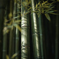 BAMBOO