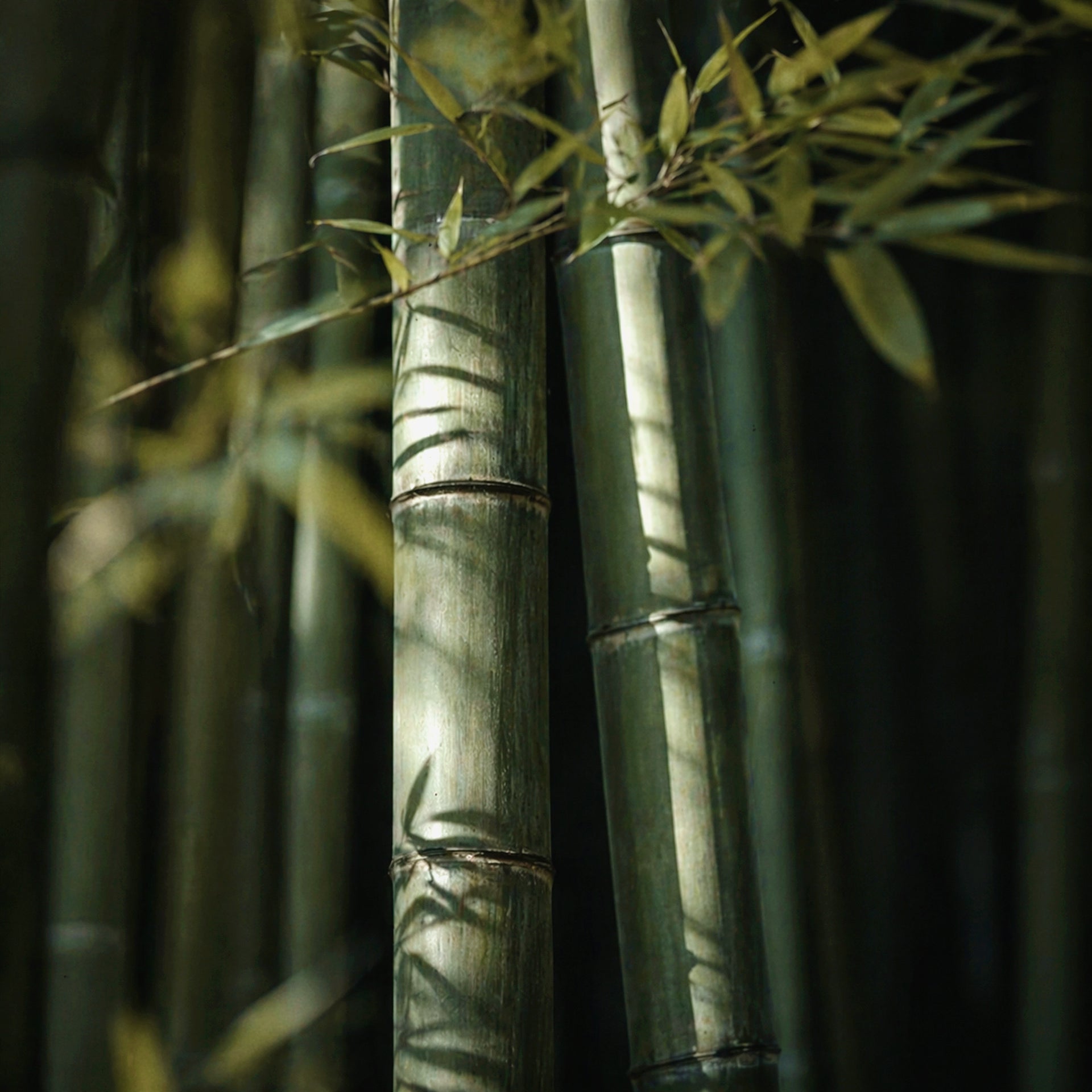 BAMBOO