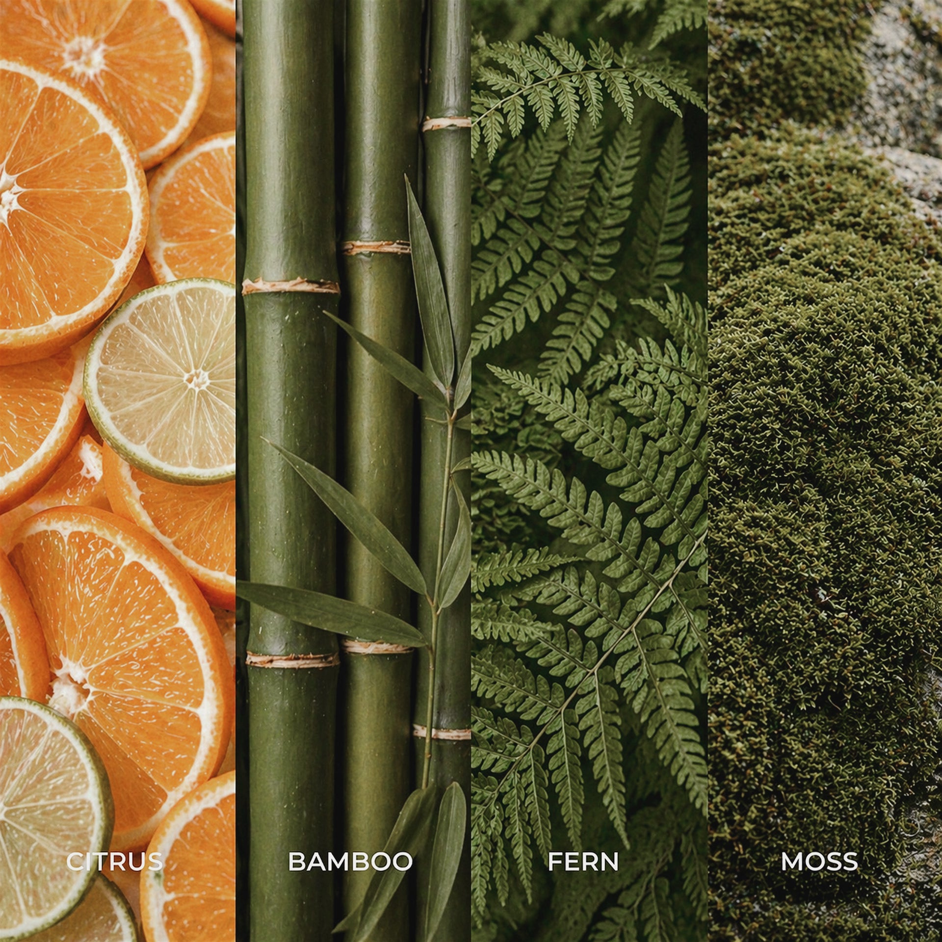 BAMBOO