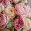 MIDNIGHT PEONY