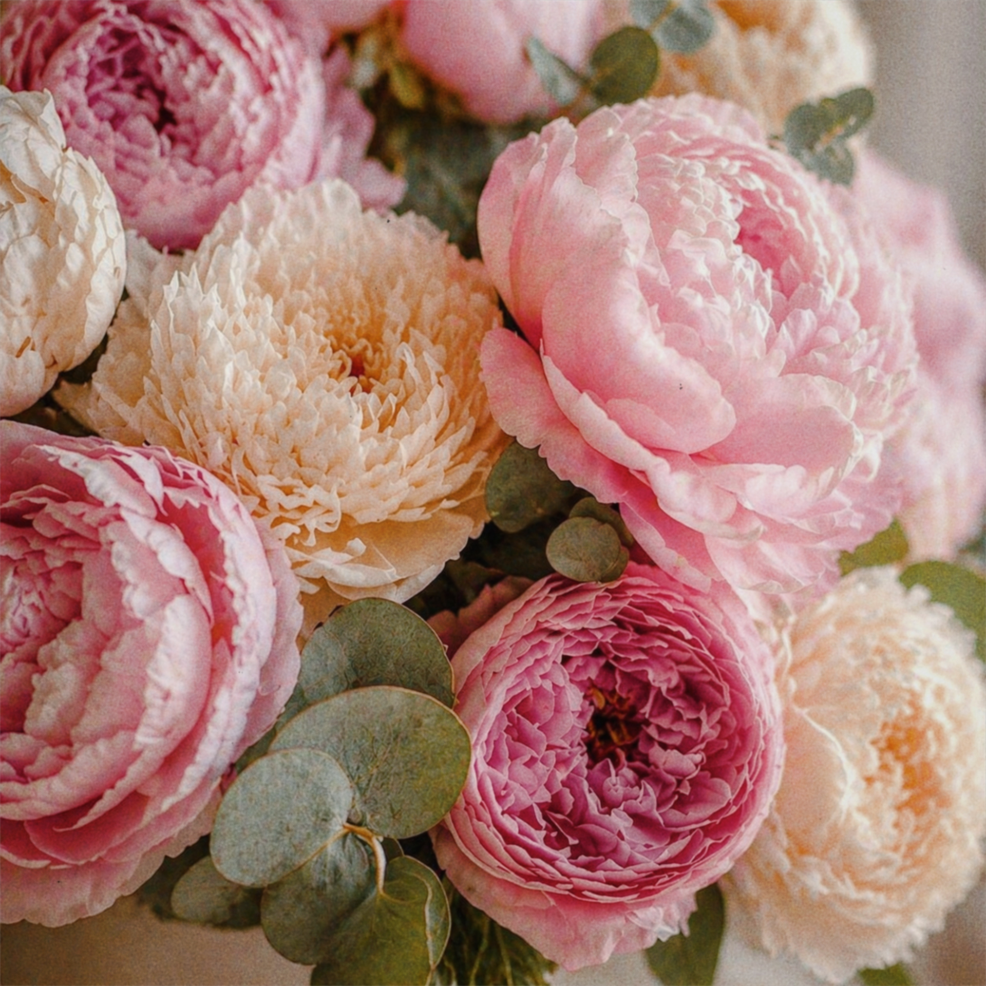 MIDNIGHT PEONY